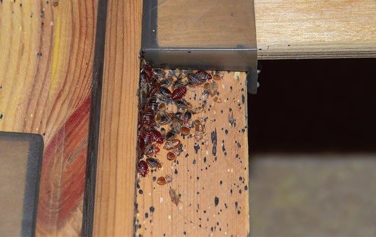 bed bugs in a bed frame