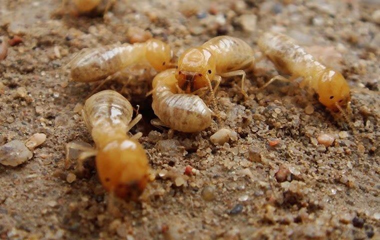 eastern subterranean termites