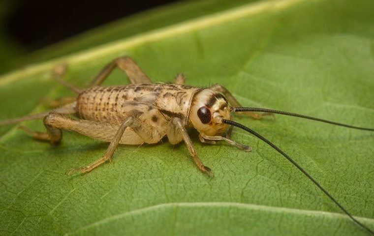 house cricket