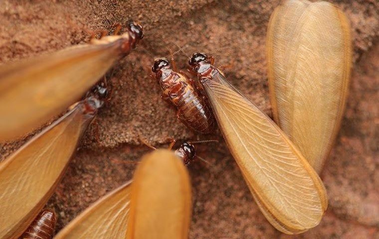 termite swarmer