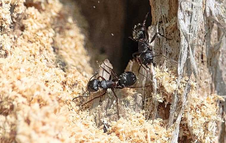 black ants in a tree