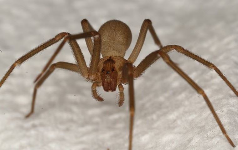 brown recluse spider in the bathroom