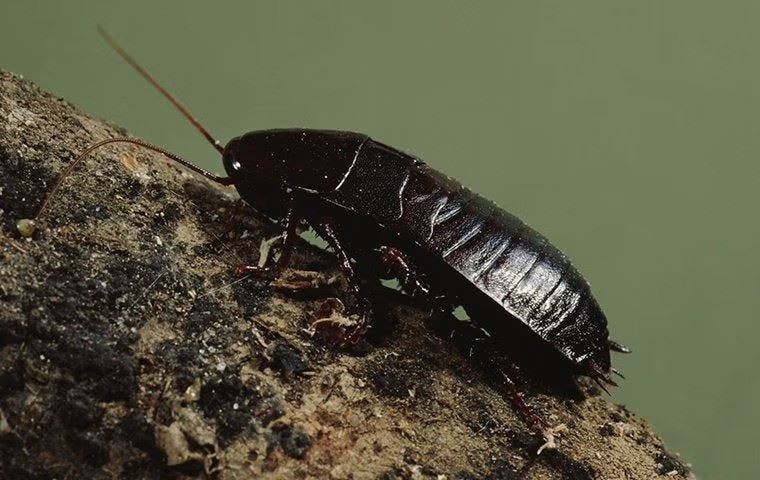 black cockroach