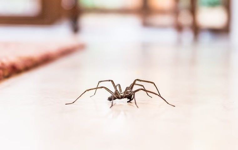 House spider