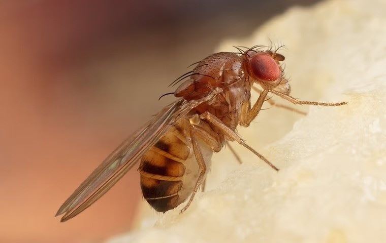 phorid flies
