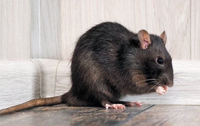 rat eating