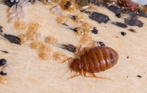Bed Bug Exterminator Arlington Va