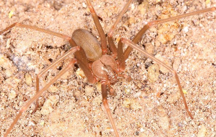 Spring Guide To Avoiding Brown Recluse Spiders | Action Pest Control