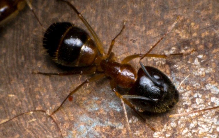 Are Odorous House Ants Dangerous? | Action Pest Control