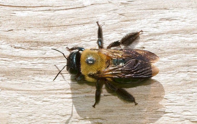 Termites Aren’t The Only Wood-Destroying Insects In Louisville | Action ...