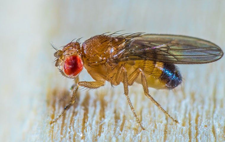 DIY Fruit Fly Management | Action Pest Control