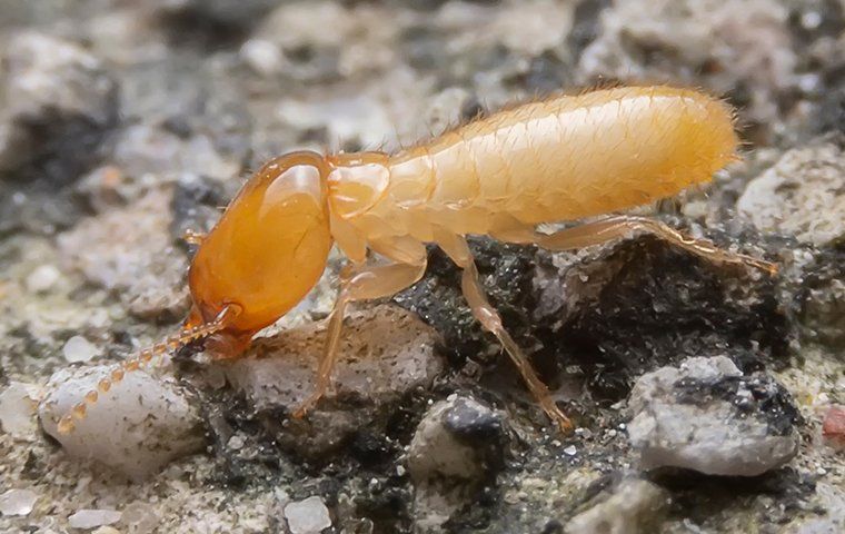 Termite Control 101: An Identification And Control Guide For ...