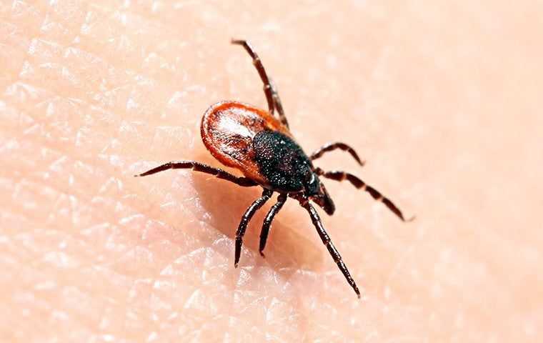 a tick on a person