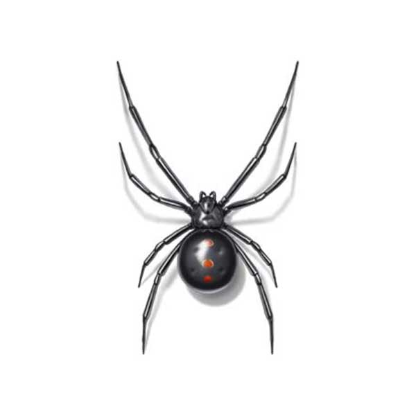 Drawing of a Black Widow from above - keep these dangerous spiders out of your household with Action Pest Control in Indiana, Illinois & Kentucky