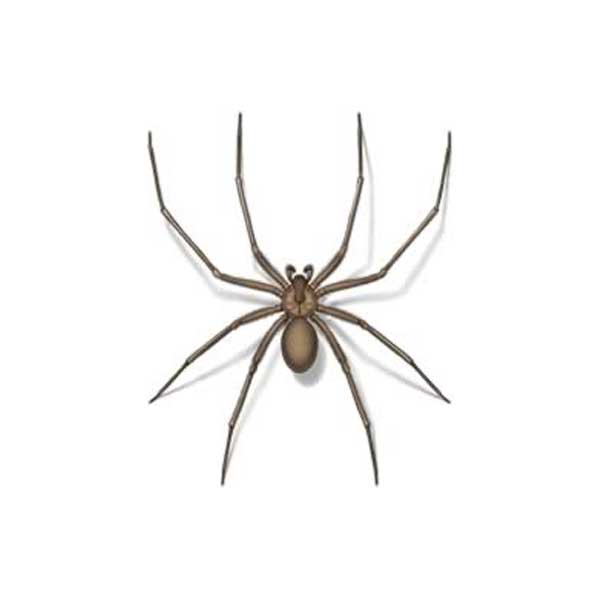 Drawing of a Brown Recluse Spider close up white background - commercial spider control in Indiana, Illinois & Kentucky