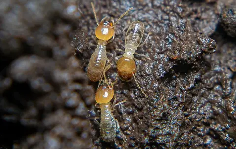 termites in a home