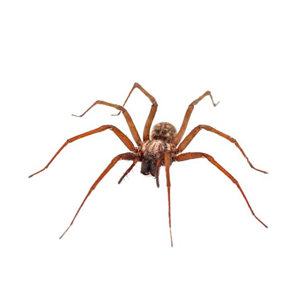 House Spider close up from the front - keep spiders away from your kitchen with Action Pest Control in Indiana, Illinois & Kentucky