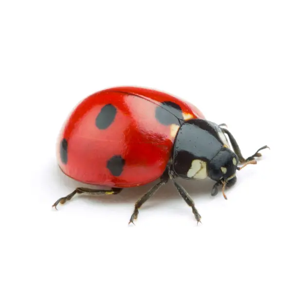 Ladybug Isolated on White Background