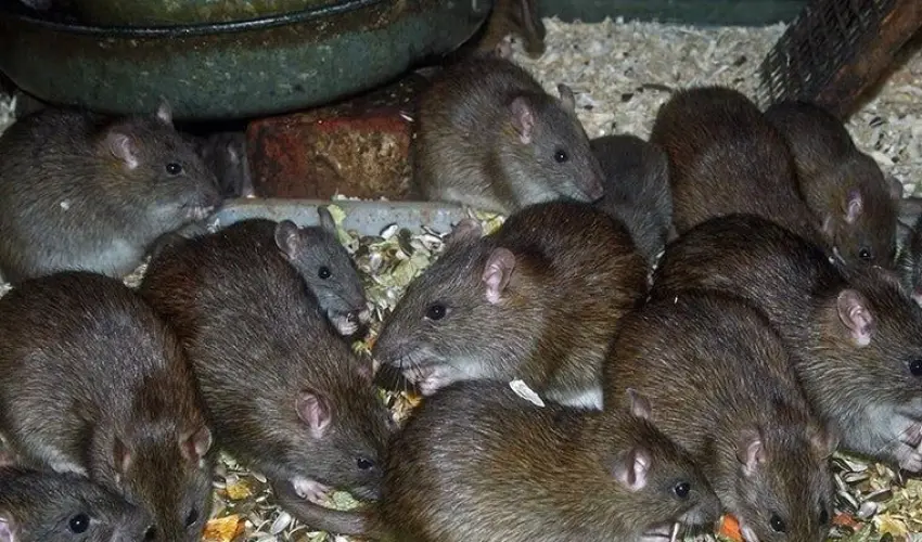 Rodent Infestation