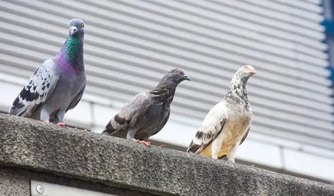 Pigeons Perched on a Roof