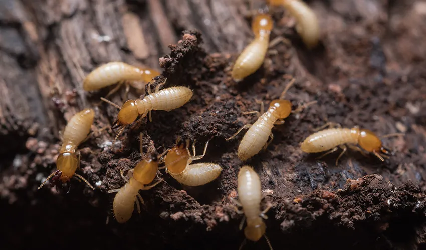 Close up cluster of termites on a dirt mound